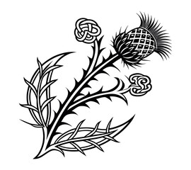 Scottish thistle vector Line art in Celtic style flower illustration
