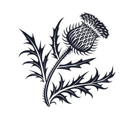 Scottish thistle vector Line art in Celtic style flower illustration