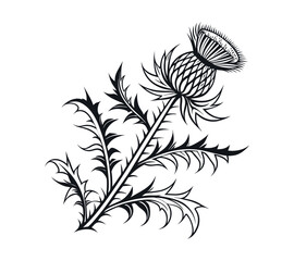 Scottish thistle vector Line art in Celtic style flower illustration