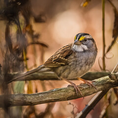 White Throated Sparrow