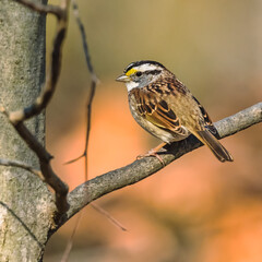 White-Throated Sparrow.