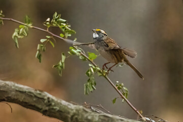 White-Throated Sparrow,