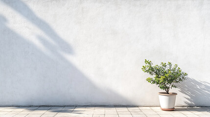 Simple pot with green plant against a clean white wall in bright daylight