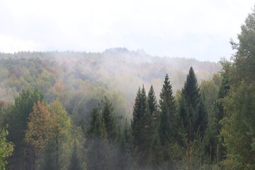 fog in autumn rainy forest