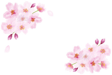 pink cherry blossom border