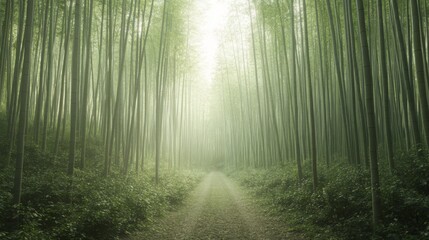 Obraz premium Misty bamboo forest path, serene nature scene, peaceful background, ideal for meditation or travel brochures