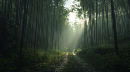 Obraz premium Misty bamboo forest path, sunlight, nature scene, tranquil background, travel photo