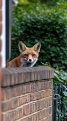 Obraz premium A fox sits playfully on the roof of a parked car surrounded by colorful autumn leaves and trees during the day