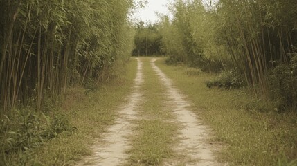 Fototapeta premium Path through bamboo forest, rural scene, quiet, nature