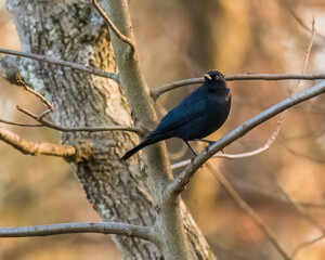 Brewer's Blackbird