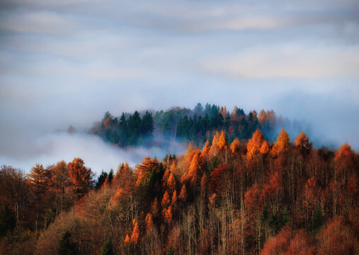 Fototapeta Aerial view of low clouds over an autumnal forest, Uetliberg, Stallikon, Zurich, Switzerland