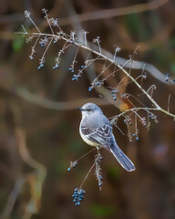 Northern Mockingbird