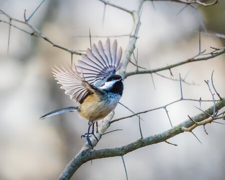 Black-Capped Chickadee