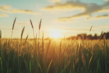 Obraz premium Golden wheat sways gently under a warm sunset sky in a tranquil countryside field