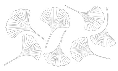 gingko leaf. biloba flower. Vector Stock Illustration. Isolated on white background. Doodle. 