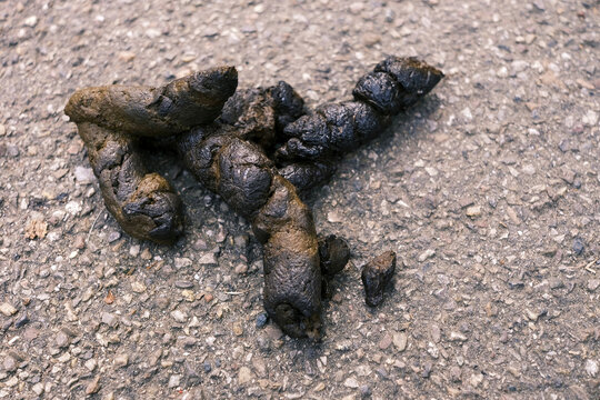 Hundekacke auf der Stra&szlig;e