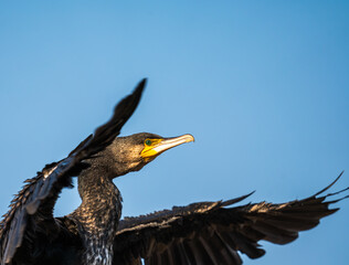 The great cormorant (phalacrocorax carbo)