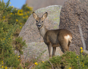Chevreuil dans la lande de Ploumanac'h en Bretagne - France