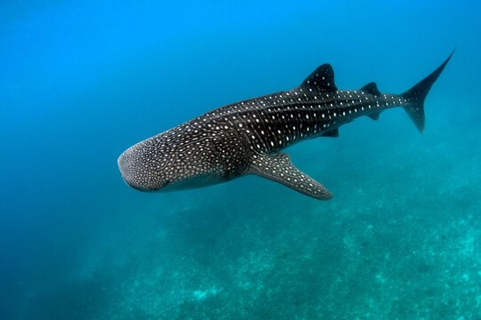 Whale shark swimming underwater, Oslob, Cebu, Central Visayas, Philippines