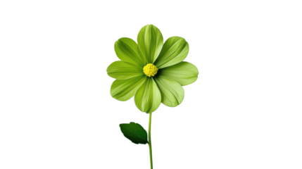 Green flower blooming with transparent background
