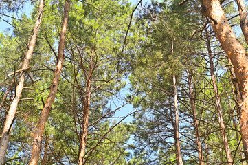 Visible blue sky through the branches of the pines in the forest