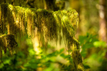 Hanging lichen on a branch in rain forest. Pacific Rim National Park in Vancouver Island near Tofino. British Columbia. Canada.