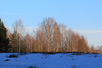 forests of northeastern Europe in mid-spring
