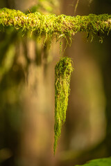 Hanging lichen on a branche in rain forest. Pacific Rim National Park in Vancouver Island near Tofino. British Columbia. Canada.