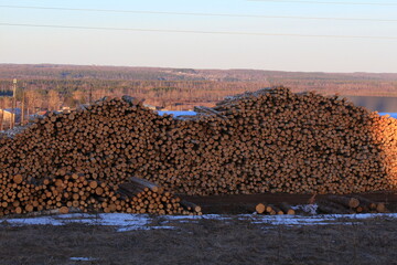 tree trunks are sawn and stacked in piles Kirov region Russia