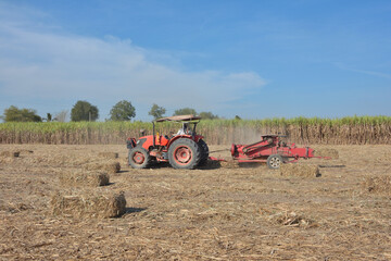 A tractor is using a machine to press sugarcane leaves into square bales in a sugarcane field.