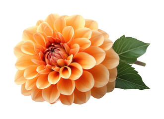 Vibrant dahlia flower garden nature isolated on transparent background - Generative AI