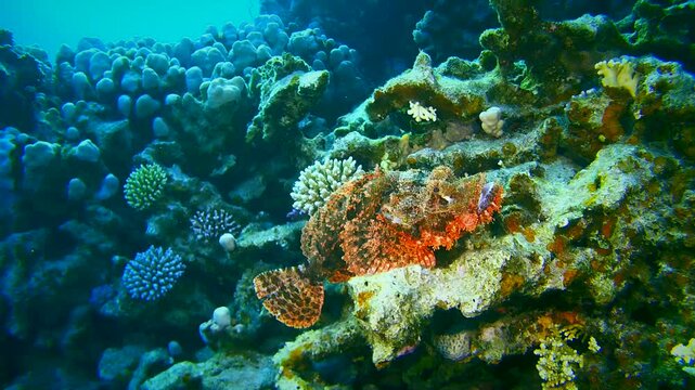 Smallscale scorpionfish (Scorpaenopsis oxycephala) in the evening twilight on the edge of a coral block.