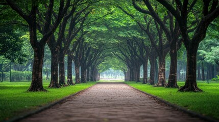 Misty park path, trees arching, morning calm