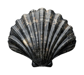 Collecting seashells at the beach nature ocean isolated on transparent background - Generative AI