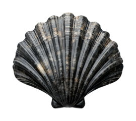 Collecting seashells at the beach nature ocean isolated on transparent background - Generative AI