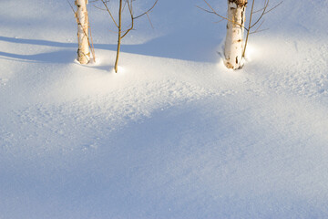 snow covered birch trees in winter