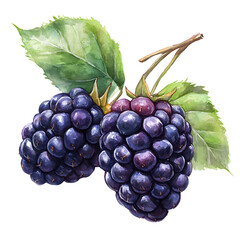 Watercolor Blackberries: Fresh and Juicy Berry Illustration