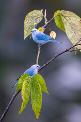 Obraz premium Thraupis episcopus, The blue gray tanager, a pair of birds