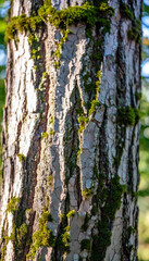 Obraz premium Tree Bark Patterns: A detailed texture of a tree trunk's bark, emphasizing the unique grooves, cracks, and moss growths that create a natural, abstract pattern.