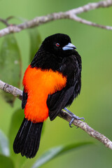 The scarlet-rumped tanager, Ramphocelus passerinii, is a passerine bird.