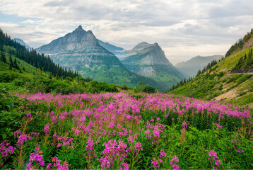 Wild flowers on the Going to the Sun Road in Glacier National Park - Paradise Meadow Overlook	