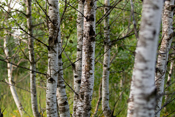 Fototapeta premium A view of aspen tree trunks in the forest.
