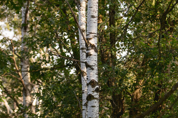 A view of aspen tree trunks in the forest.