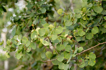 A view of the leaves of the aspen tree.