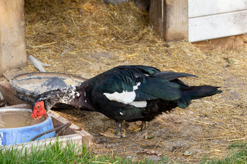 A view of a muscovy duck.