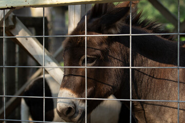 A view a donkey behind a fence.
