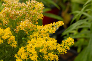 A view of a flowers from the goldenrod plant.