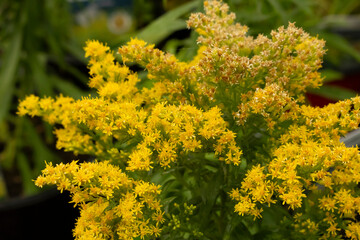 Obraz premium A view of a flowers from the goldenrod plant.