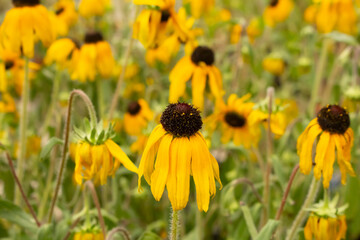 A view of black-eyed Susan flowers.