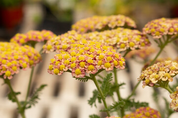 A closeup view of clusters of yarrow flowers.